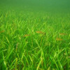 seagrass