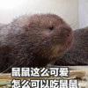 竹鼠中毒