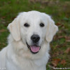 cooper