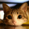 摩奥猫