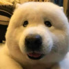 之子于归