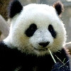 chinahnnynxz
