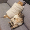 肥猫呱呱