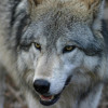 CONGWOLF