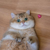 Livia