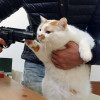 一只有无