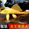 elingqingdaofu