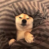 茉莉