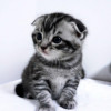 staring