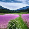吉米莱尼