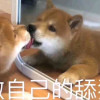 姐妹向前冲