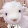 小白爱吃大白兔