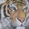 骚哥看天下