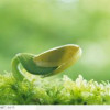 林豆豆
