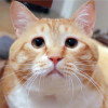 kuleko