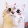 肥硕的花猫