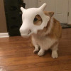华尔该之狼