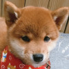 hydejabeast