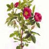 Wildrose