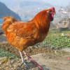 大鸡巴