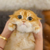 juxia
