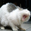 imlibra
