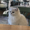 Malachi