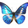 ButtuerflyWho