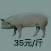 外国月亮比较员