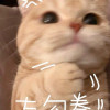 junziruoying
