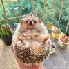 liziyihu