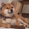 柴9吃蔥