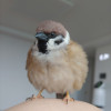土豆拉者