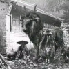 土龙出