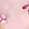 向阳花