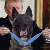 FakeTrump