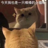 追风少年宋小宝