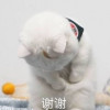 YYGQ_带阴阳师