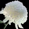 xzz8964