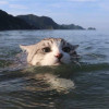 叶之屋