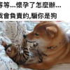 习近平包子