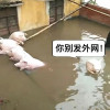 吱吱乱叫