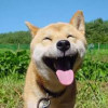 阿姜