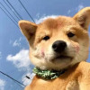 东交战狼