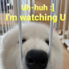 YALOTW