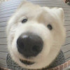 俩宝猫之主
