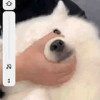 知白