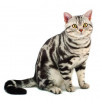 americankitten
