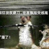 盗趾