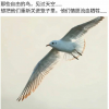 a海上凡人7377